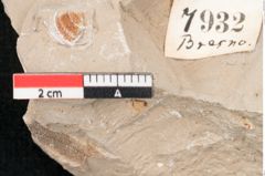 Foto (Detailansicht) von Plantae indet.  (NHMW-GEO-2024-0188-7932)